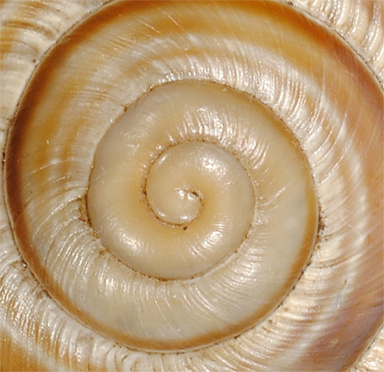 Helix albanese: straminea?